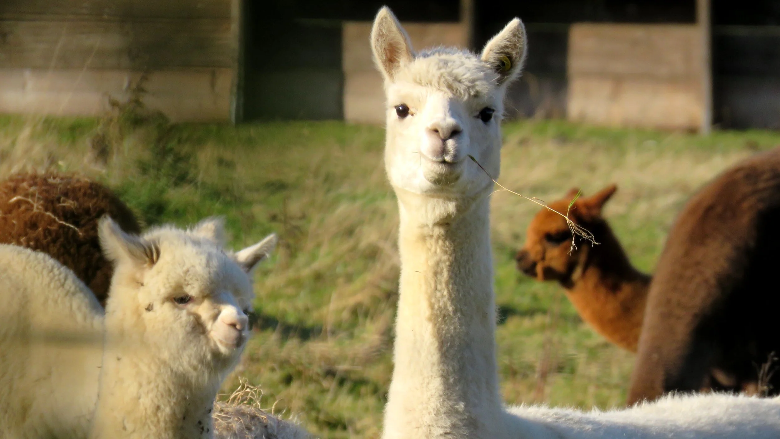 Advocacy 101: What is LAMA? Lutheran Advocacy Ministry of Arizona!