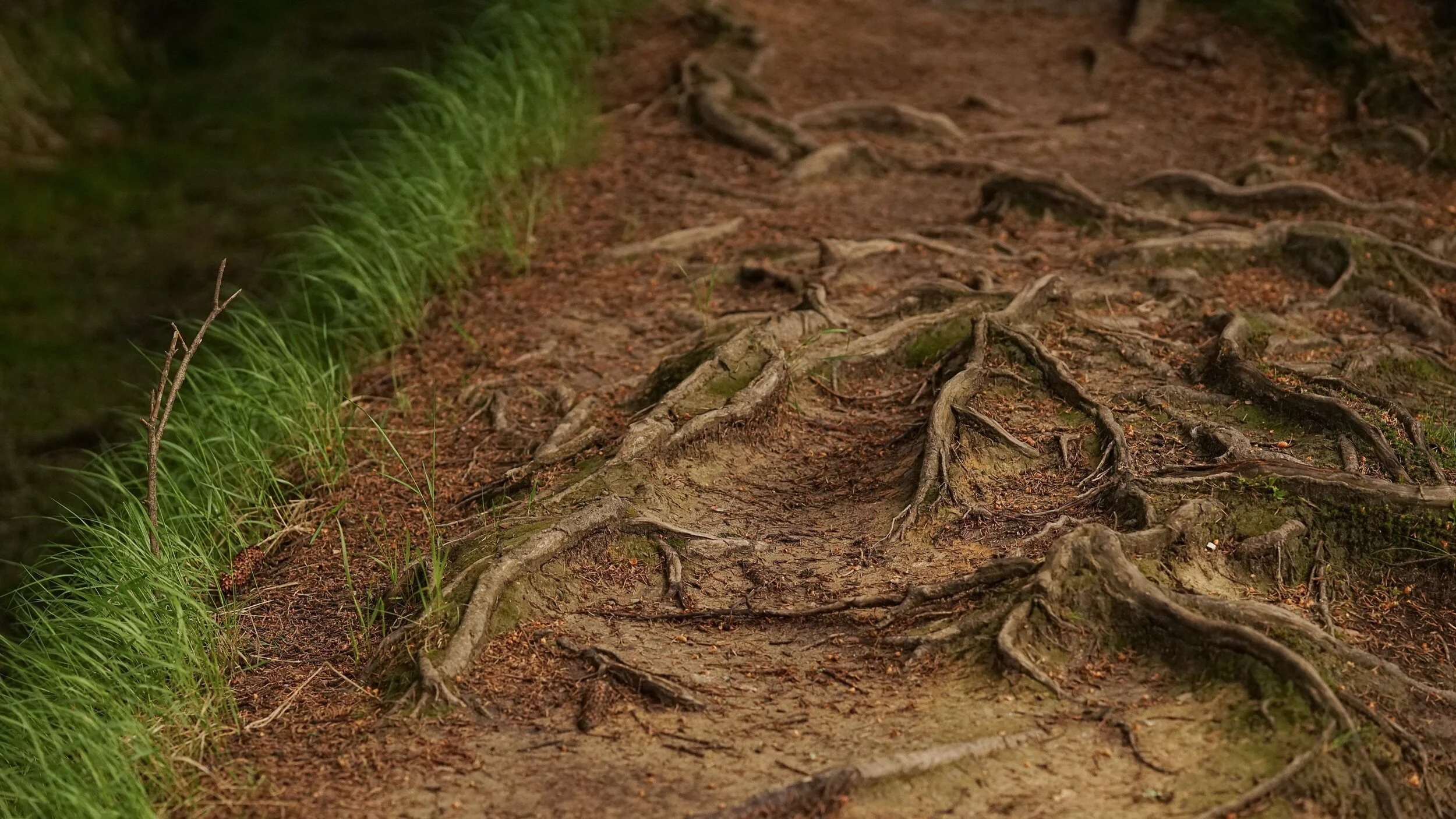 Go grassroots with Lutherans Restoring Creation