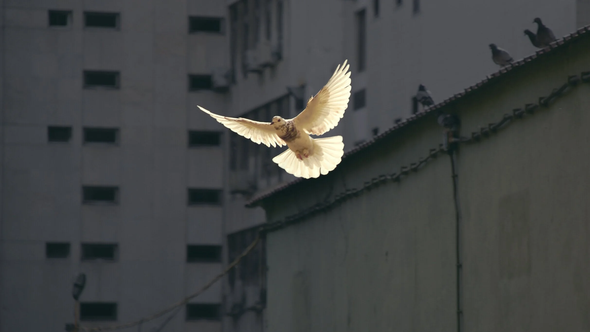 We believe in the Holy Spirit: A global conversation on being Lutheran