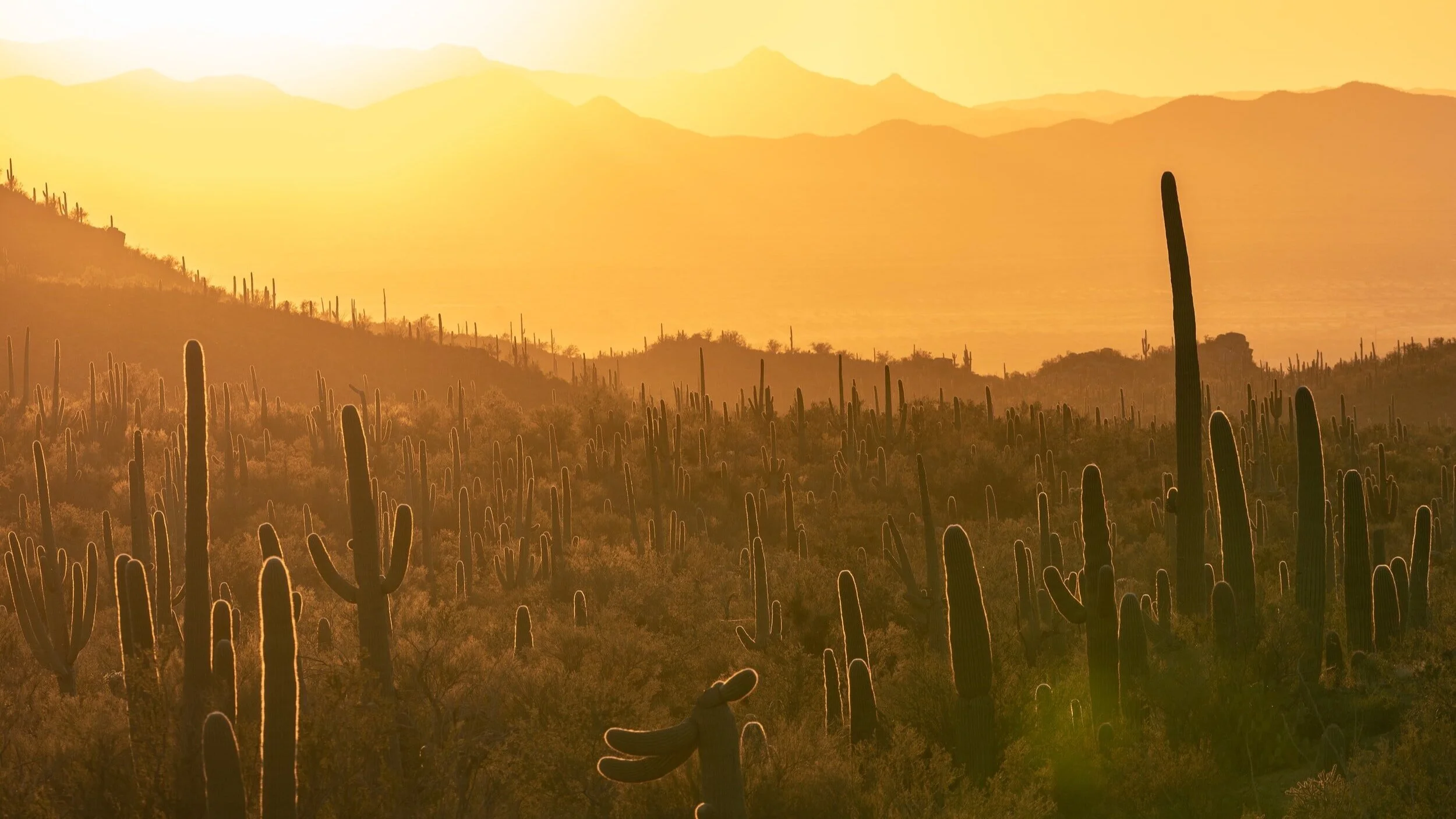 Caring for Creation page available on gcsynod.org