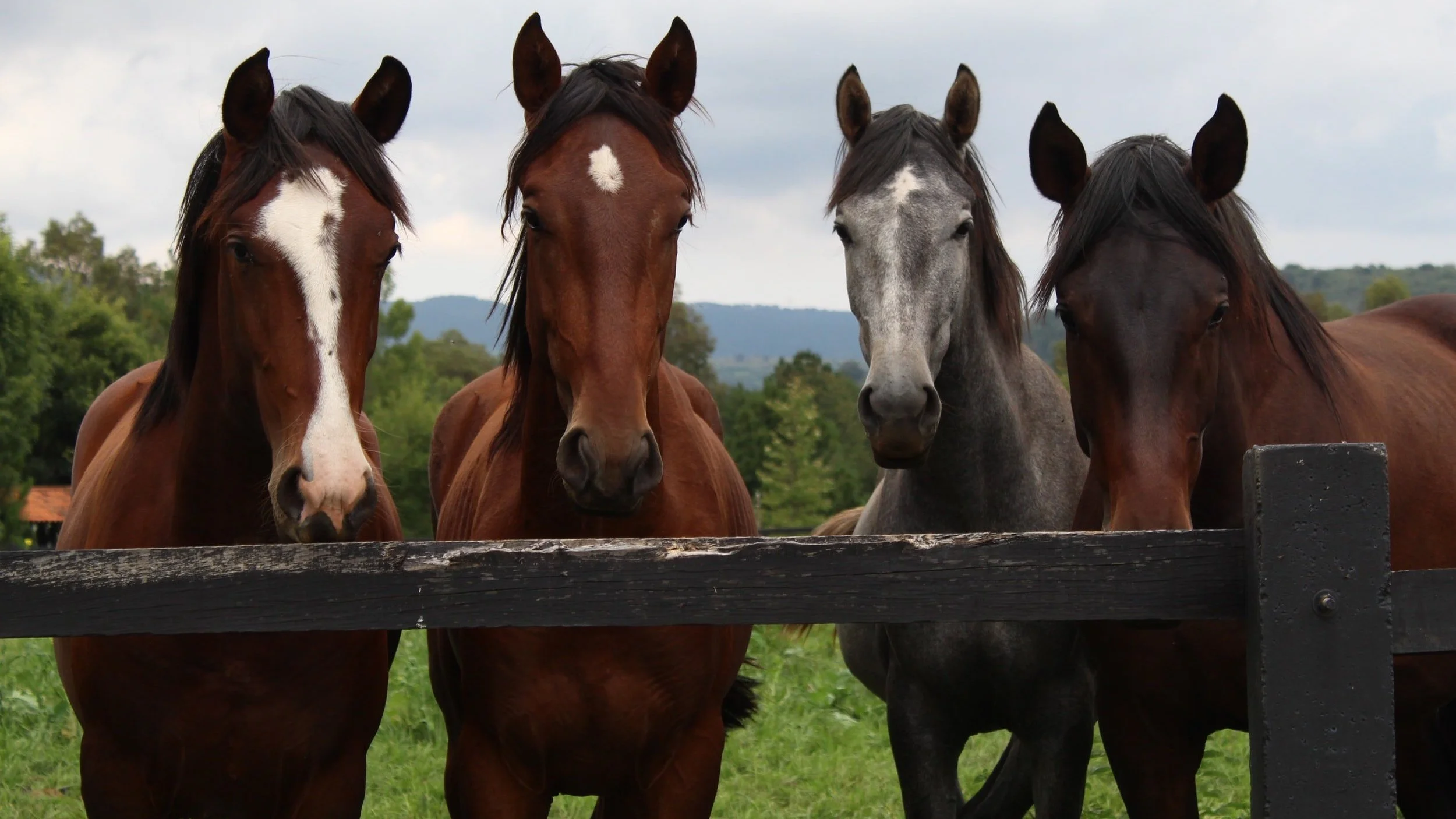 ELCA Coaching Courageous Leadership: Navigating the Gottmans' Four Horsemen