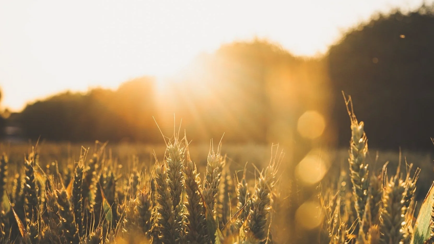Hunger Advocacy Fellowship opening in Arizona