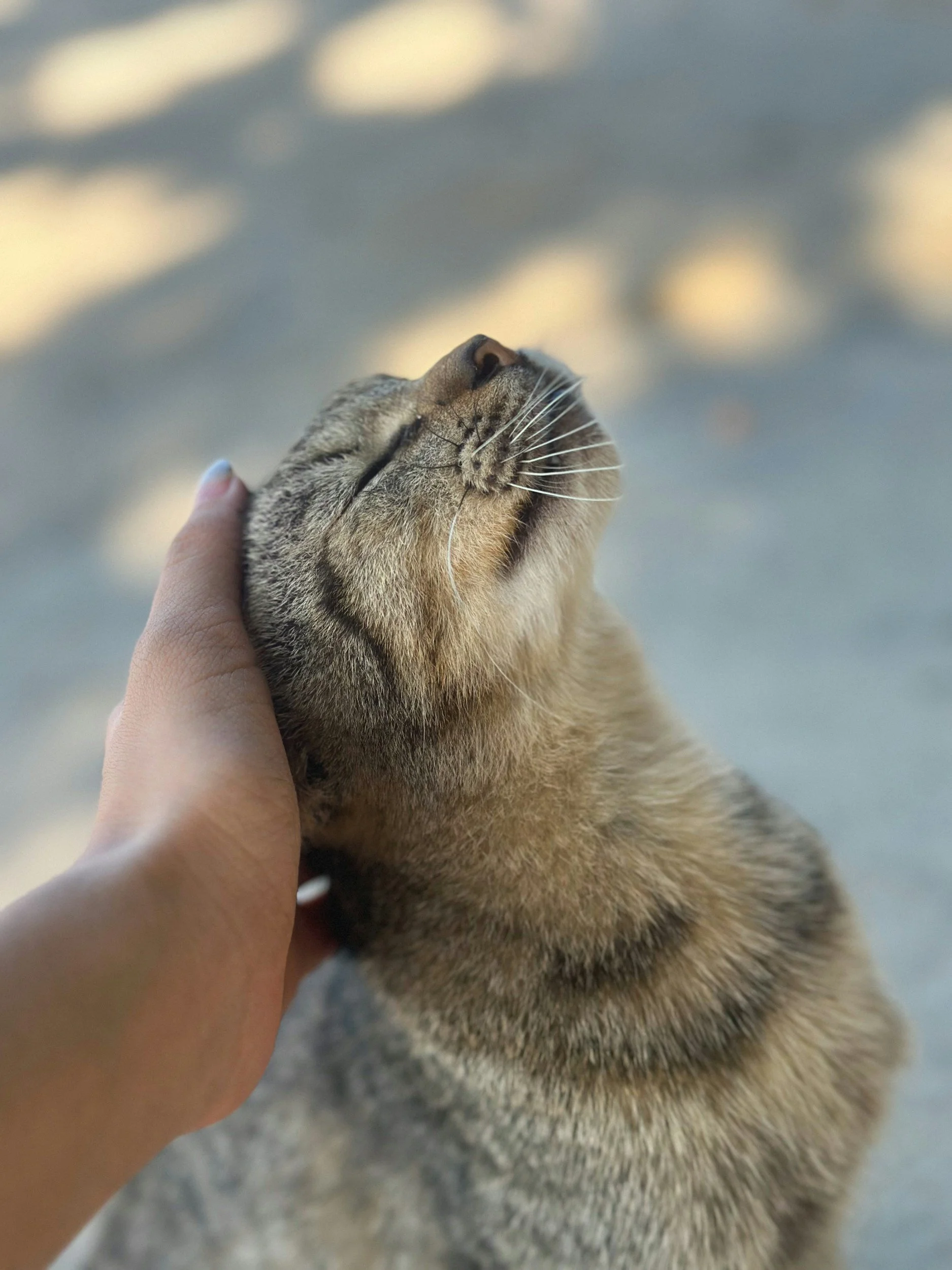 Blessing of the Animals at Mountain View Lutheran in Phoenix