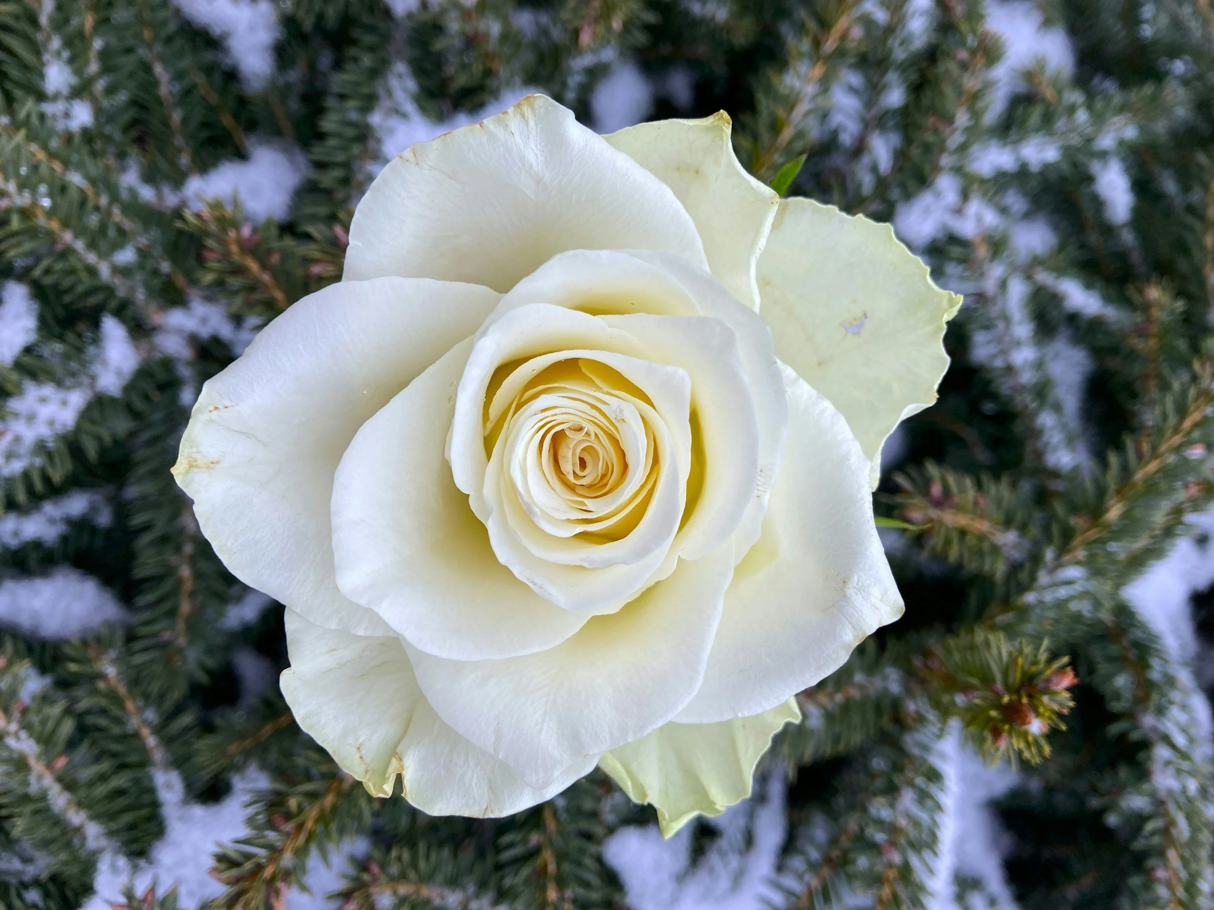 Desert Cross Lutheran in Gilbert Presents The Winter Rose: A Free Advent Cantata of Hope and Wonder