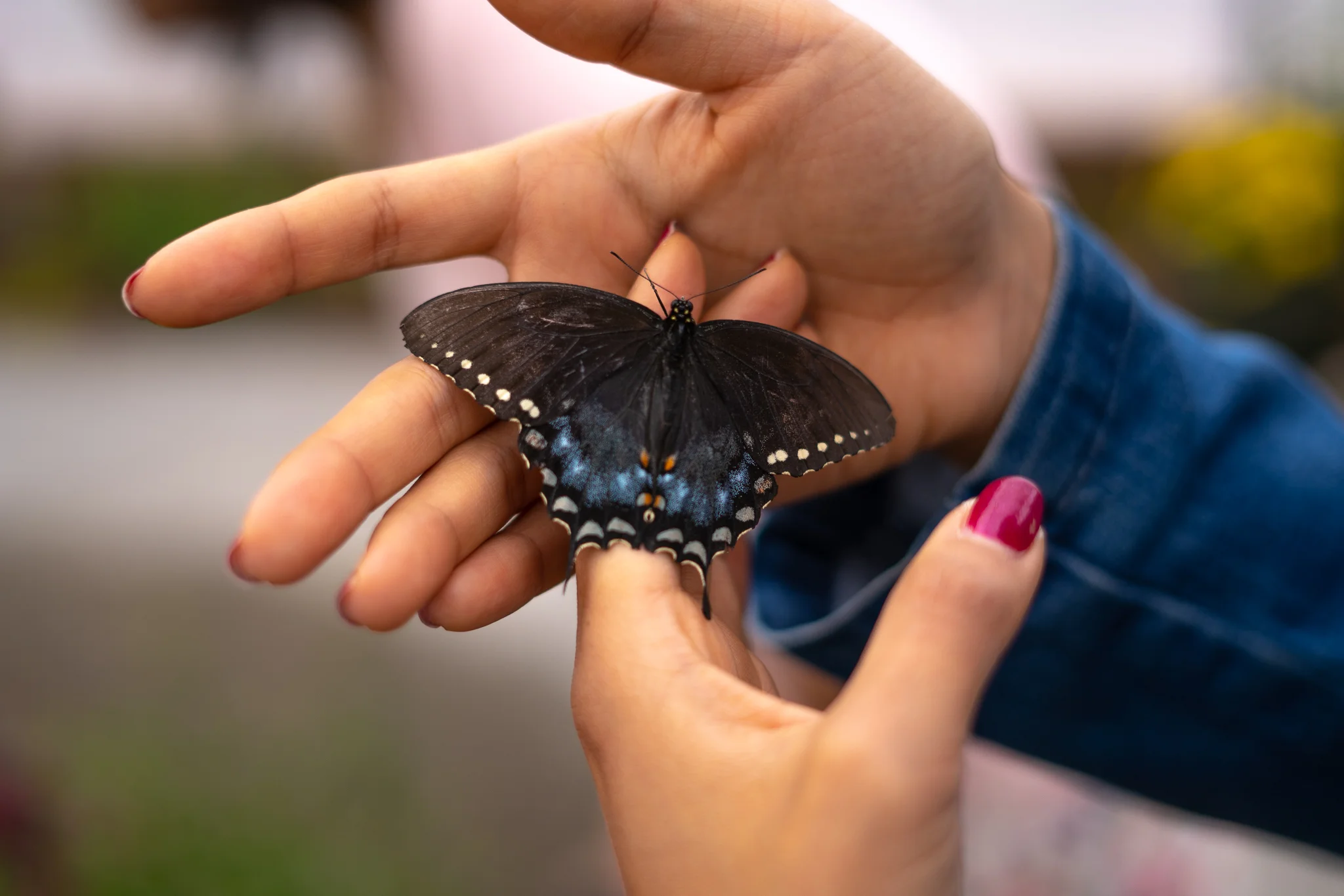 Denver Butterfly Pavilion