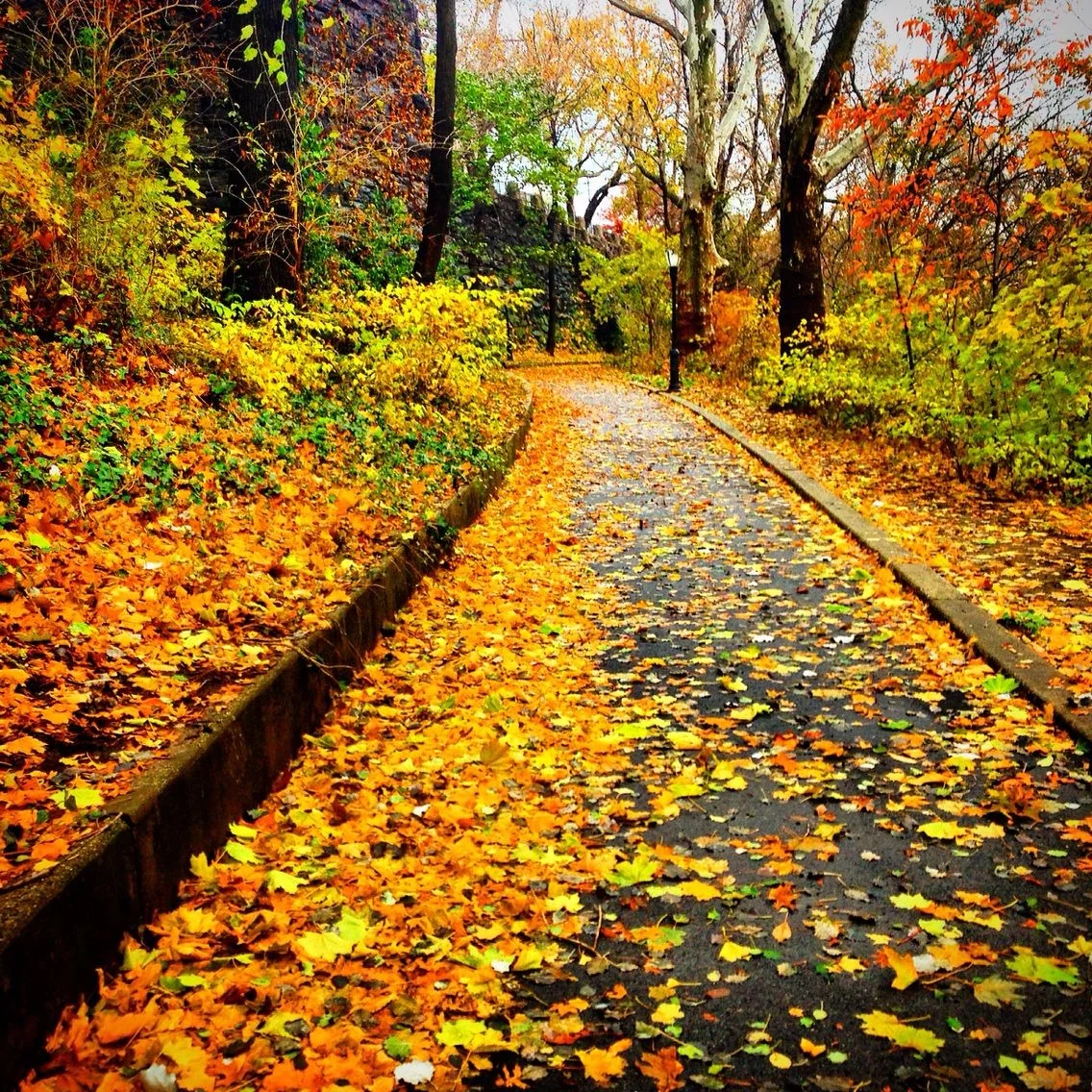 Morningside Park Conservancy