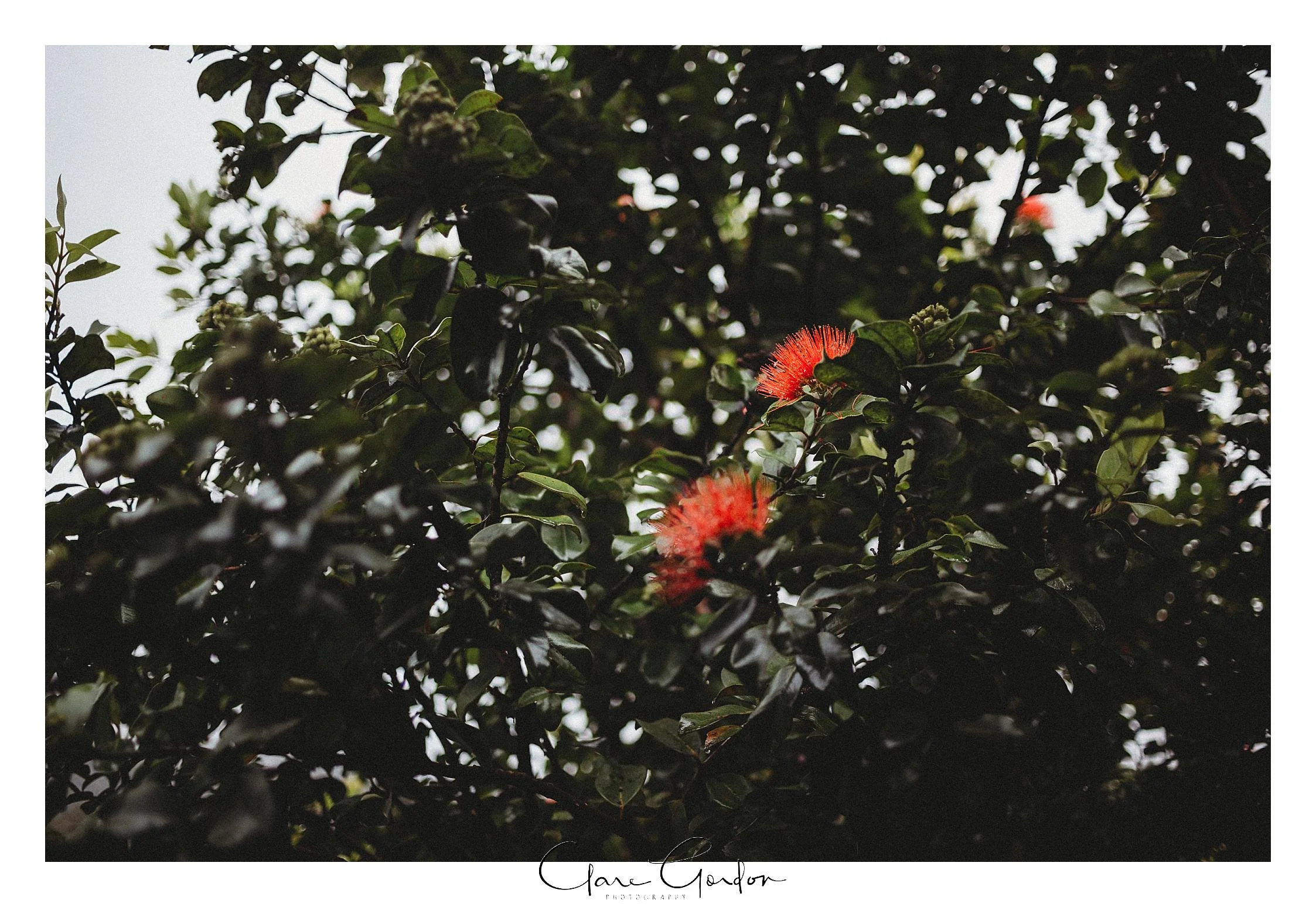 Tangiaro- Kiwi -retreat- Coromandel-Wedding-photo- (3).jpg