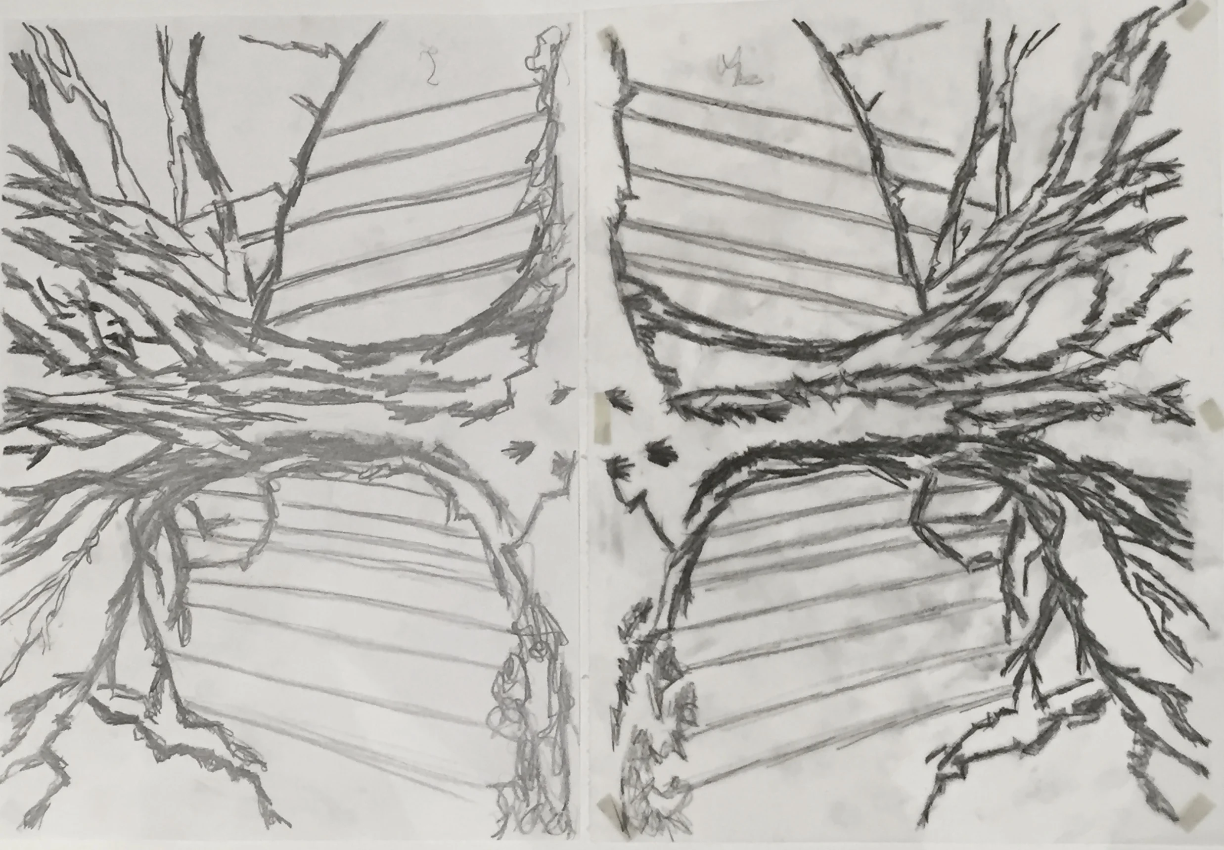 A study for a series of Monoprints. Tree of Life. The structure of the earth resembles the structure of our body, roots, arteries, capillaries, lungs. We are the earth, the earth is us. By polluting, damaging and destroying the earth we are destroying ourselves. Graphite on paper. W60 x H43