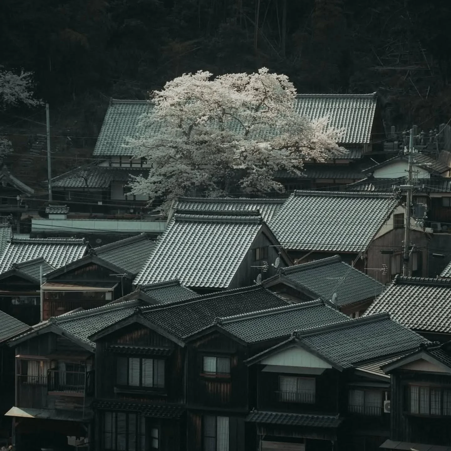 Ap&oacute;s meses intensos,
rumo &agrave; &Aacute;sia em flor &mdash;
sakura ao vento. 
.
Fotografia @riki_shinagawa
#asiandream #asianinspired #sakura #madebyhand #ceramicpractice