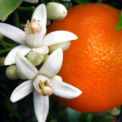 Orange-Blossom.jpg