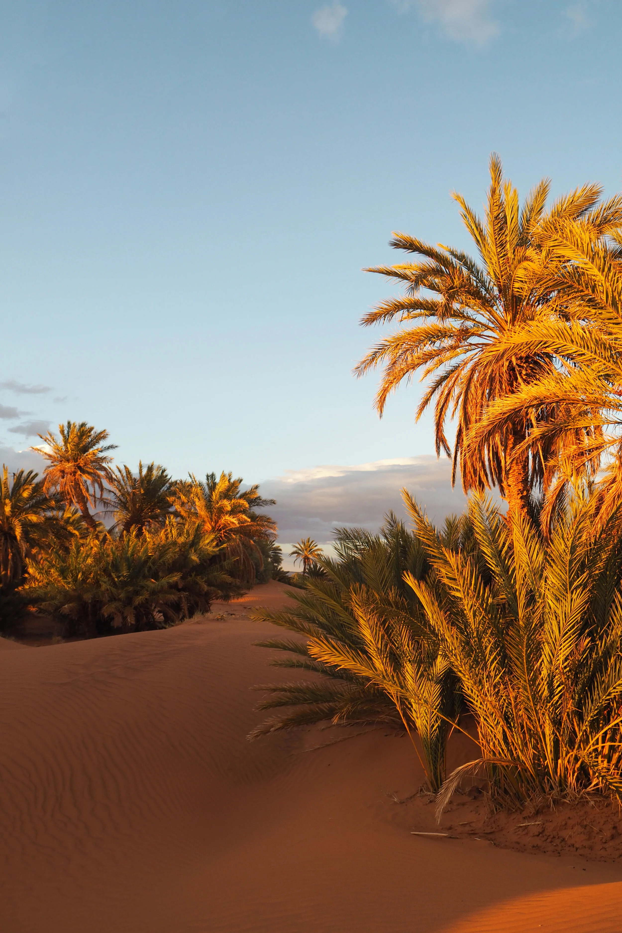 Sahara 