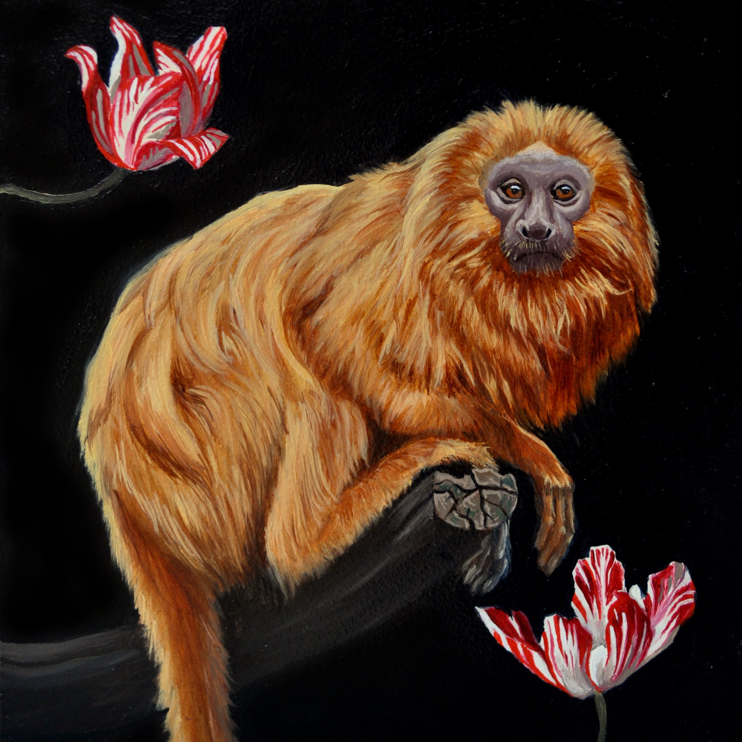 Orange Tamarin (SOLD)