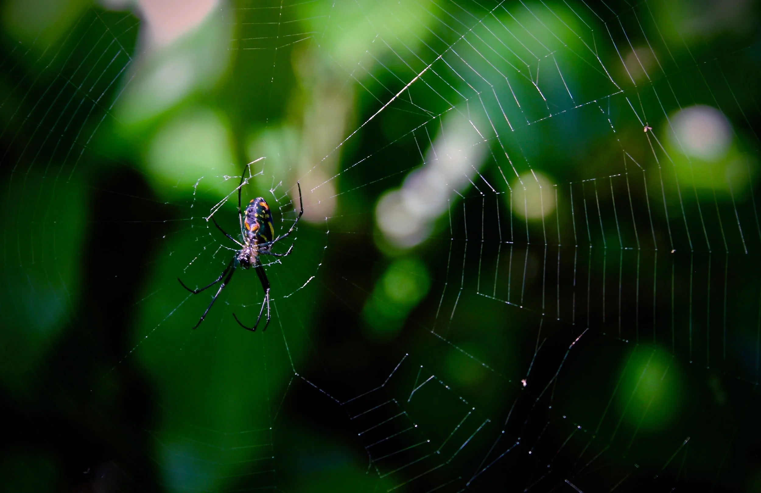 spider.jpeg