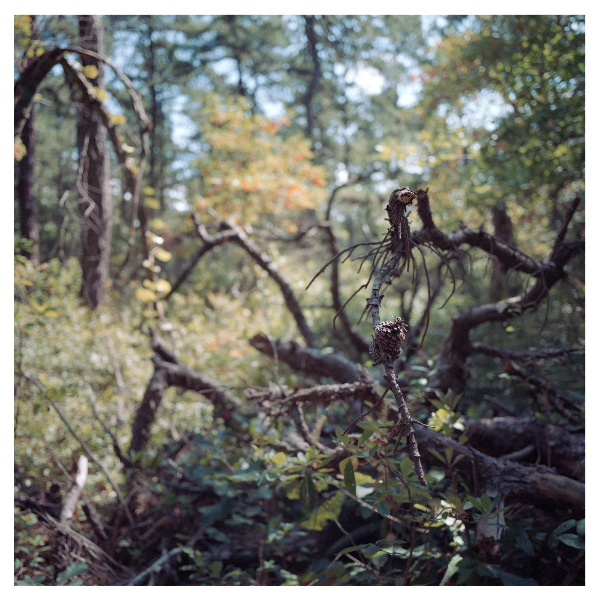 Rancocas-PineCone.jpg