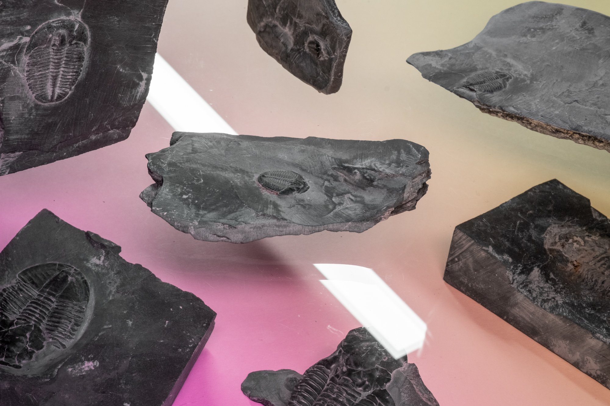 fossils-2.jpg