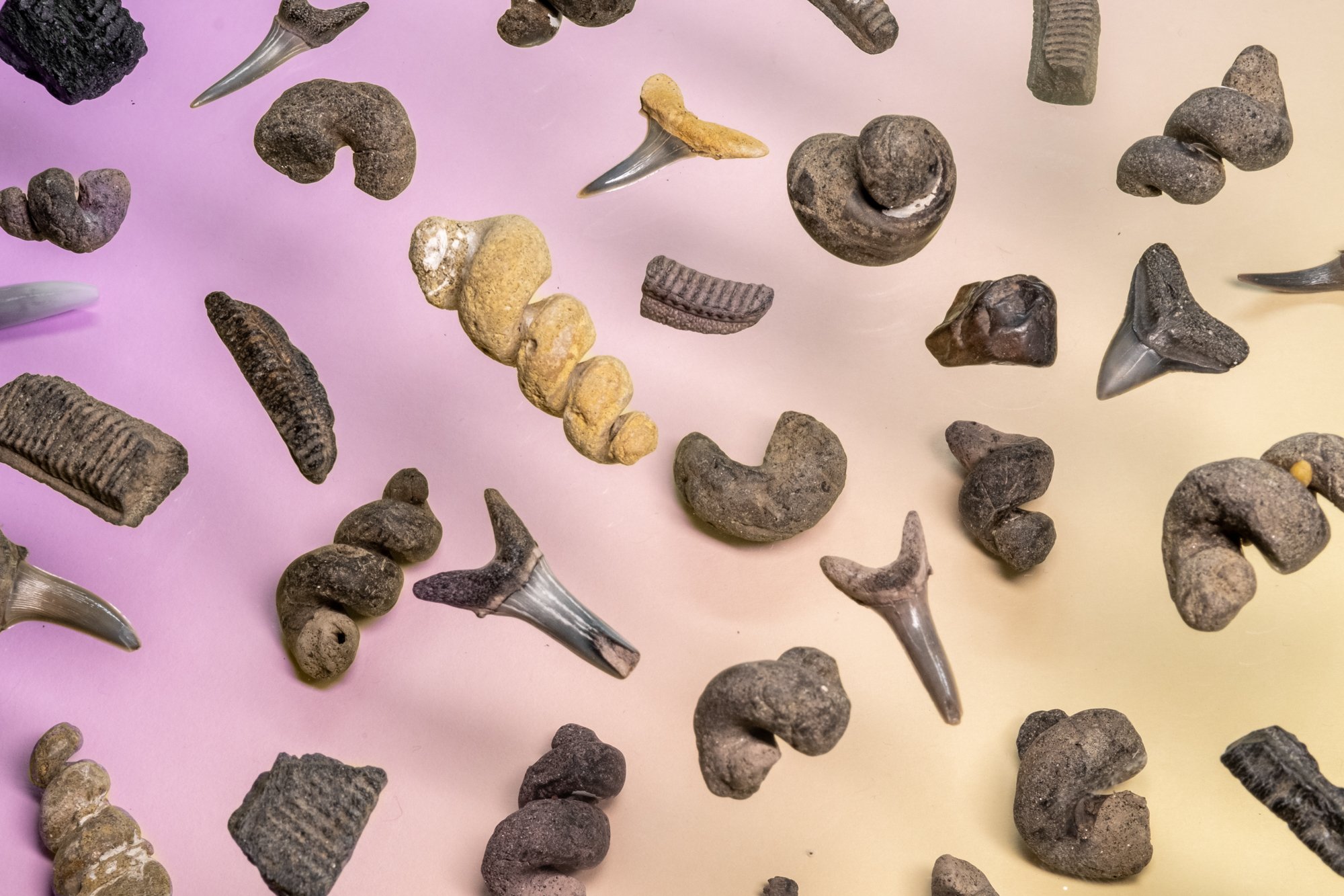 fossils-4.jpg