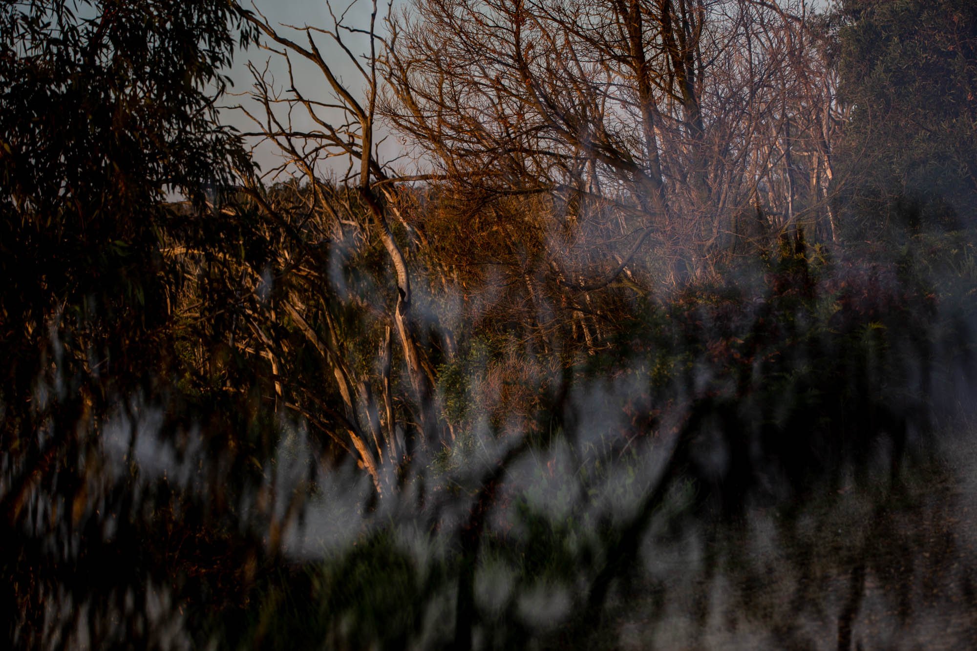 post-fire-australia-12.jpg