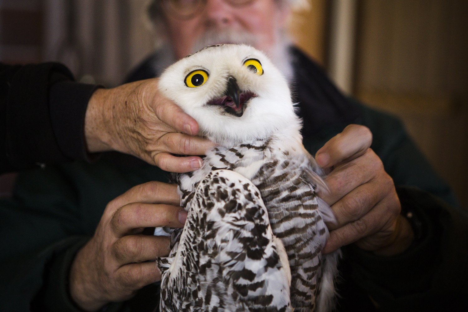 This owl, which was trapped off Assateague Island, Md., is given the name Hungerford by the research team.