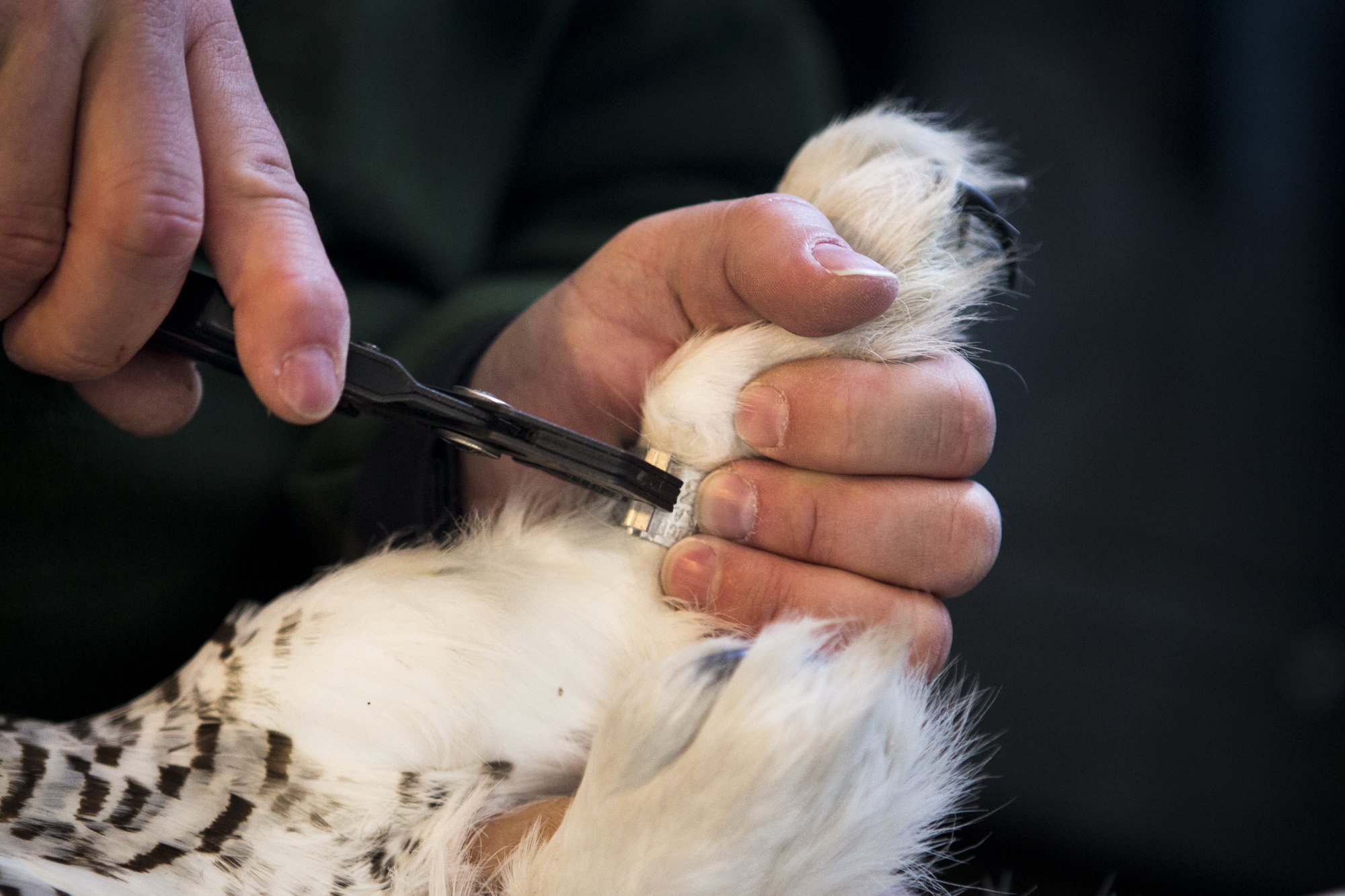 The research team attaches a numbered band around the owl's foot which will identify her if she is ever recaptured.