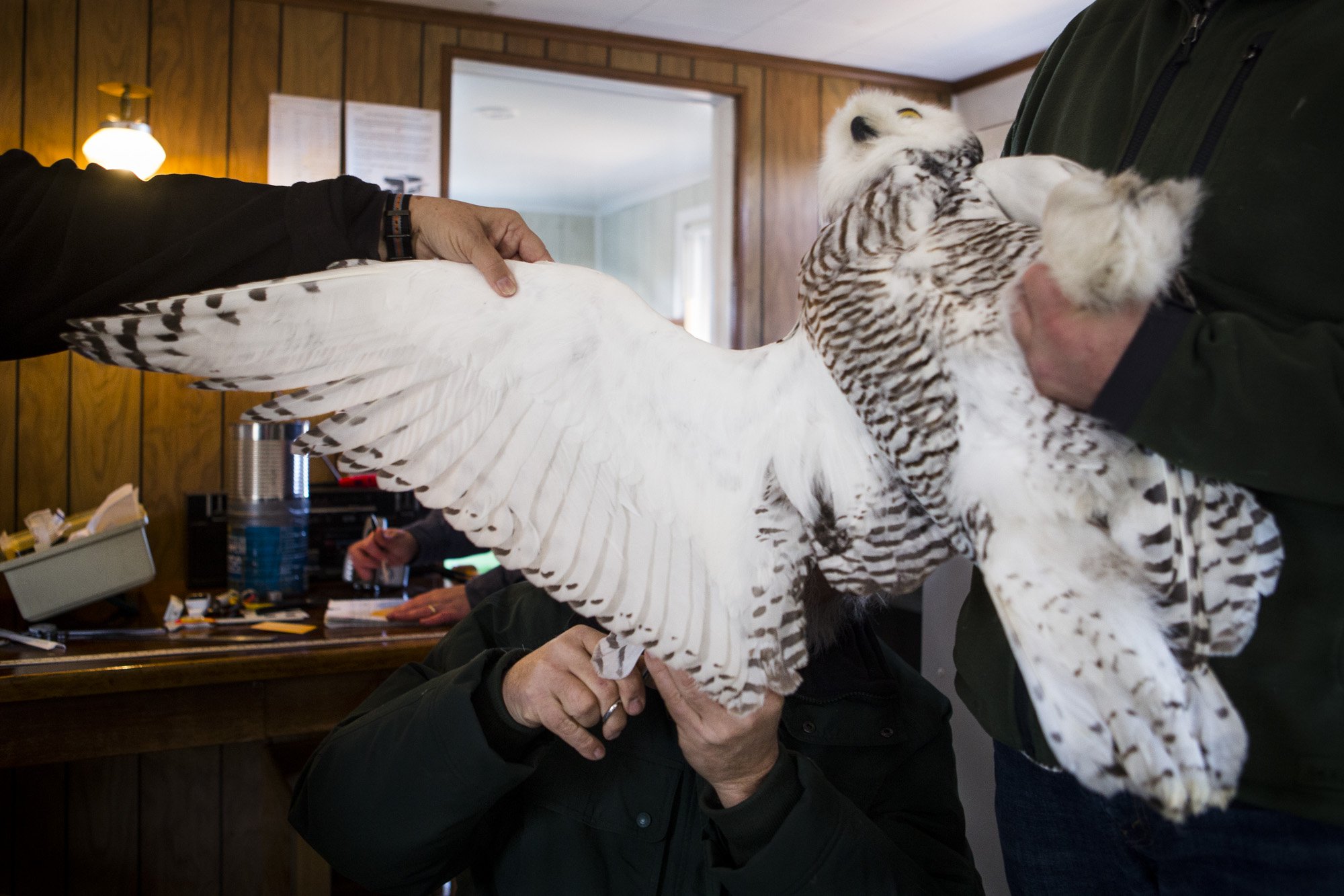 The research team measure the owl's wingspan, tail length and fat stores.