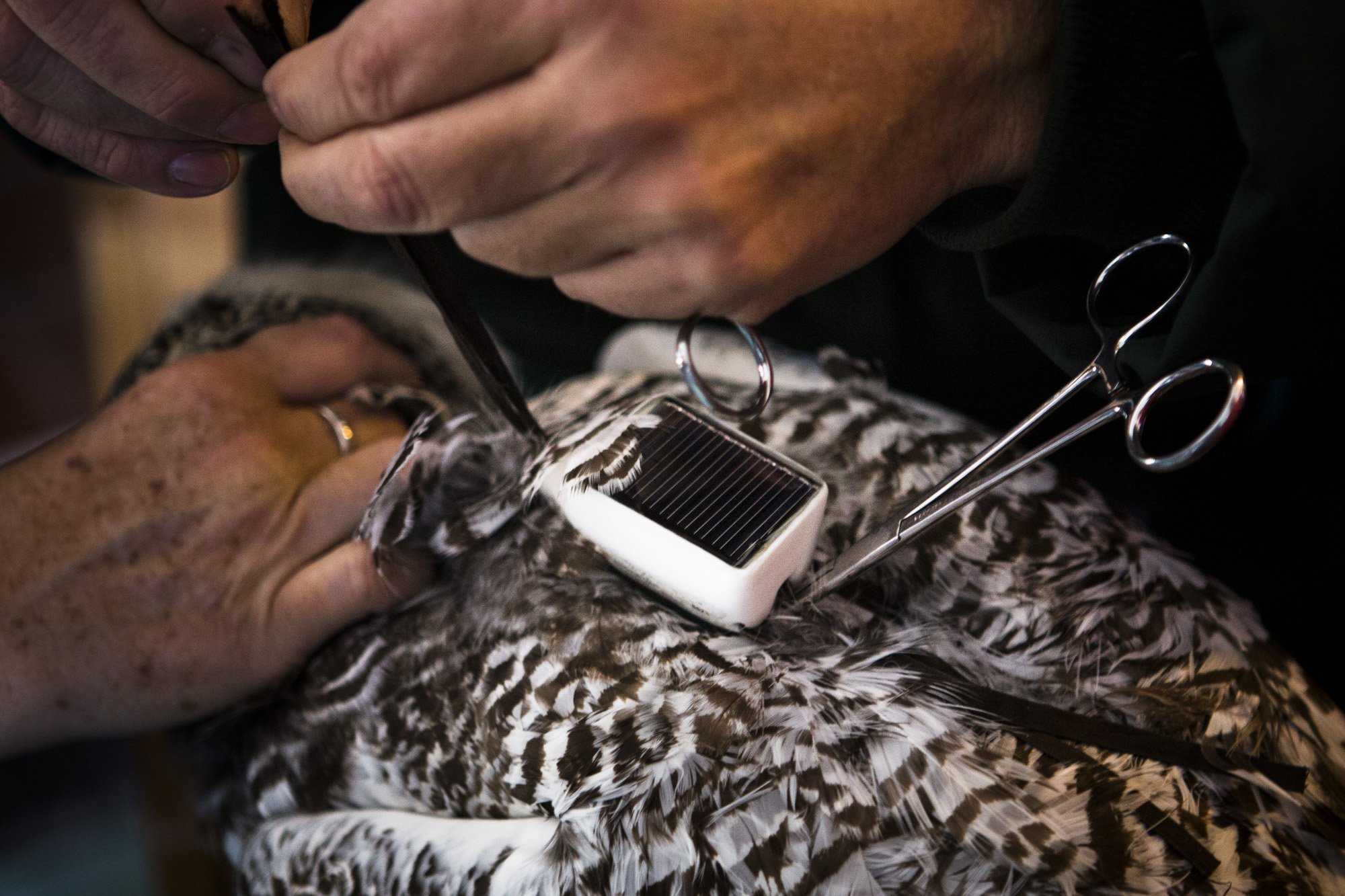 A GPS transmitter is fitted with straps around the owl's back.