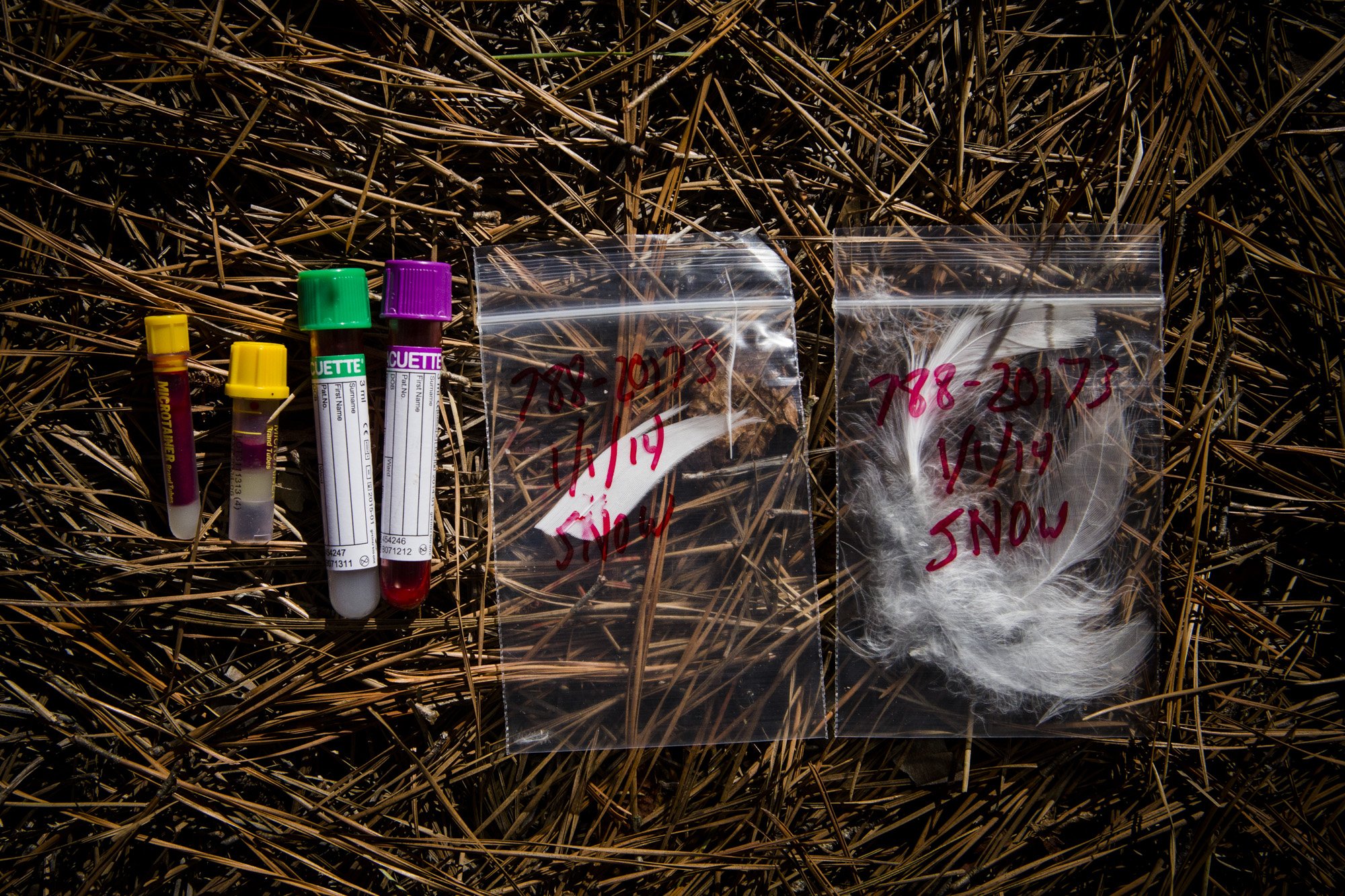 Blood and feather samples help the team gather broad insights into the owls that are part of the irruption.