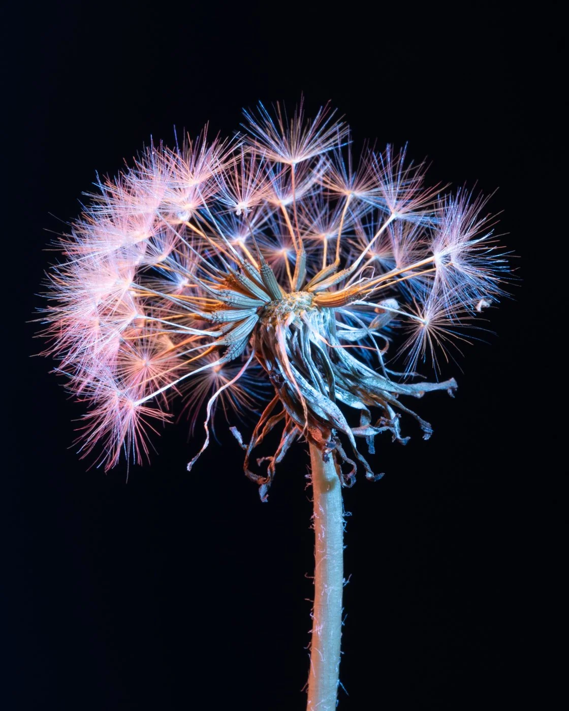 dandelions-8.jpg