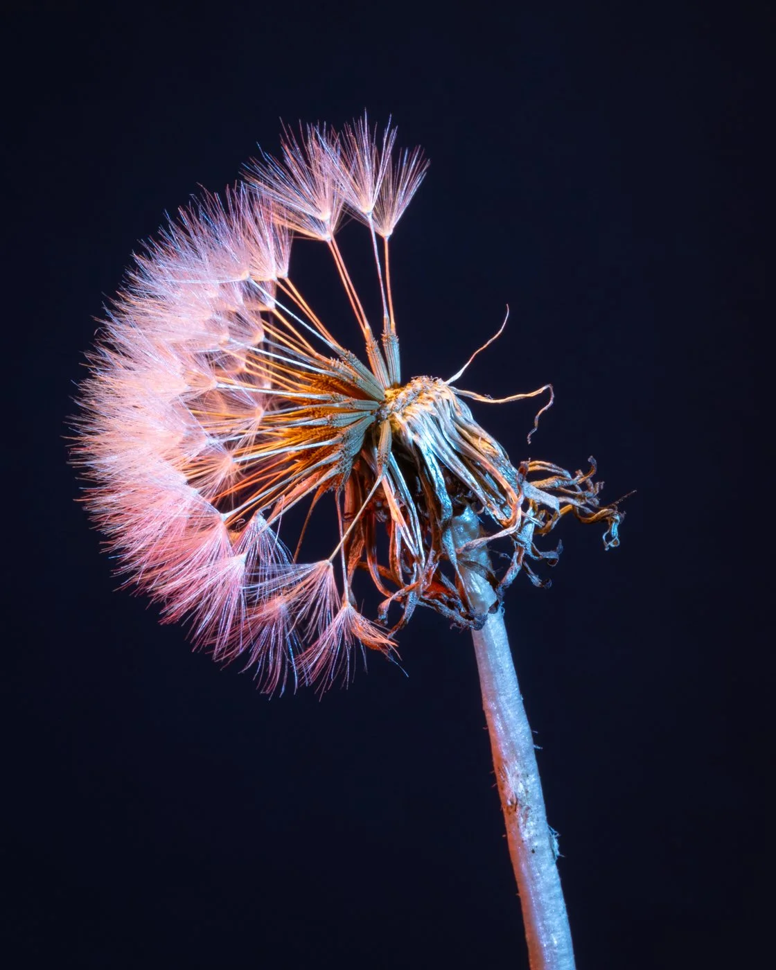 dandelions-7.jpg