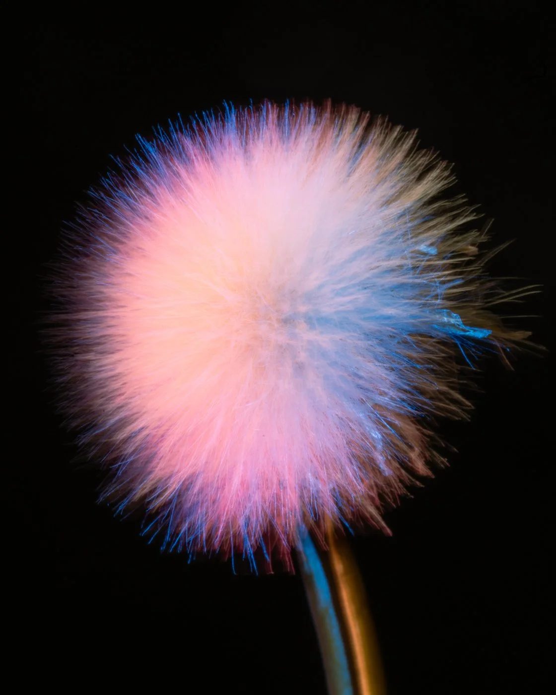 dandelions-3.jpg