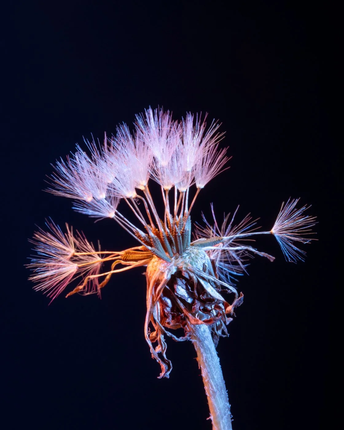 dandelions-5.jpg
