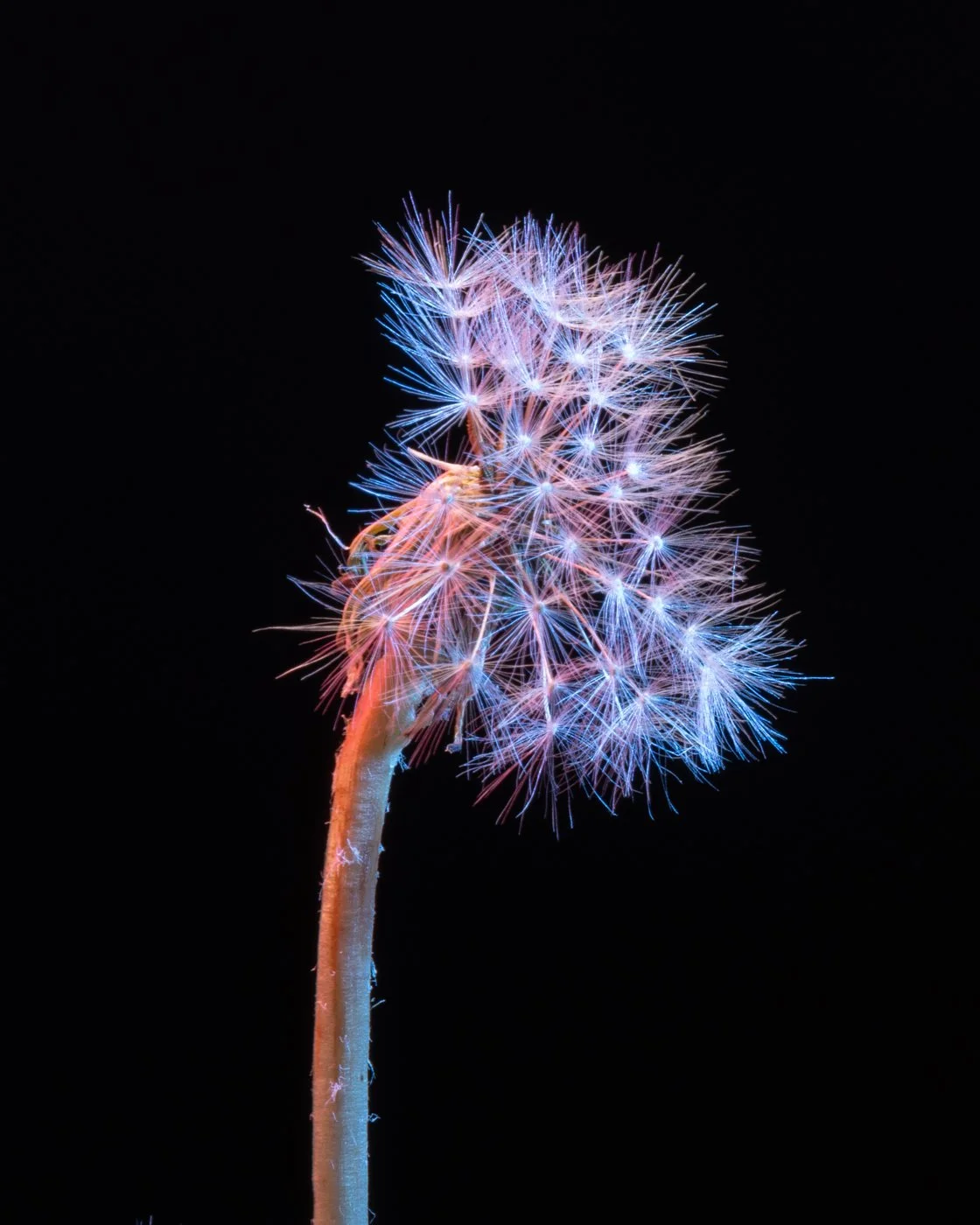 dandelions-6.jpg