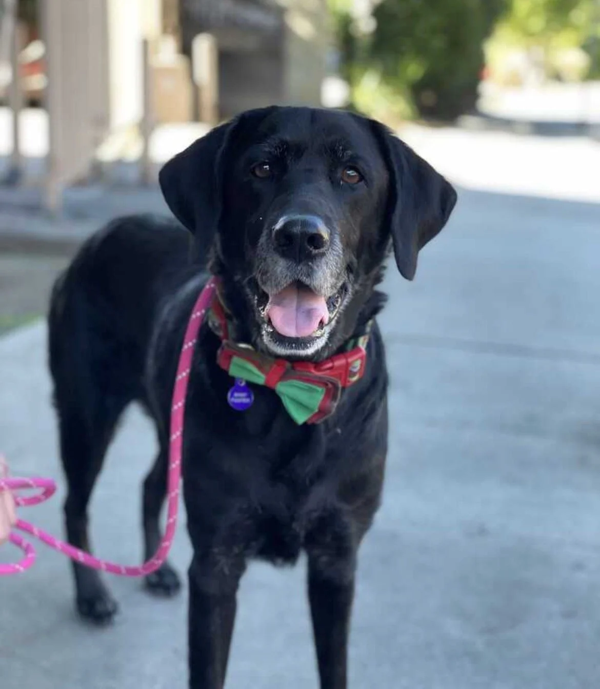 Found - Lab Mix — Nextdoor.JPEG