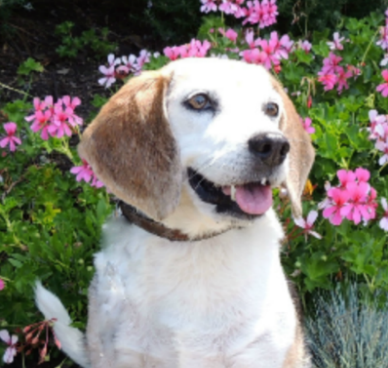 piper-e1438478800528.png