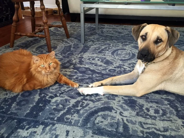 Ollie-and-Kitty-768x576.jpg