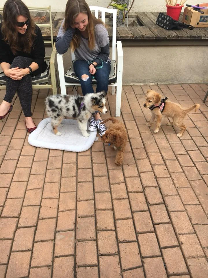 Puppy Start Right.jpg