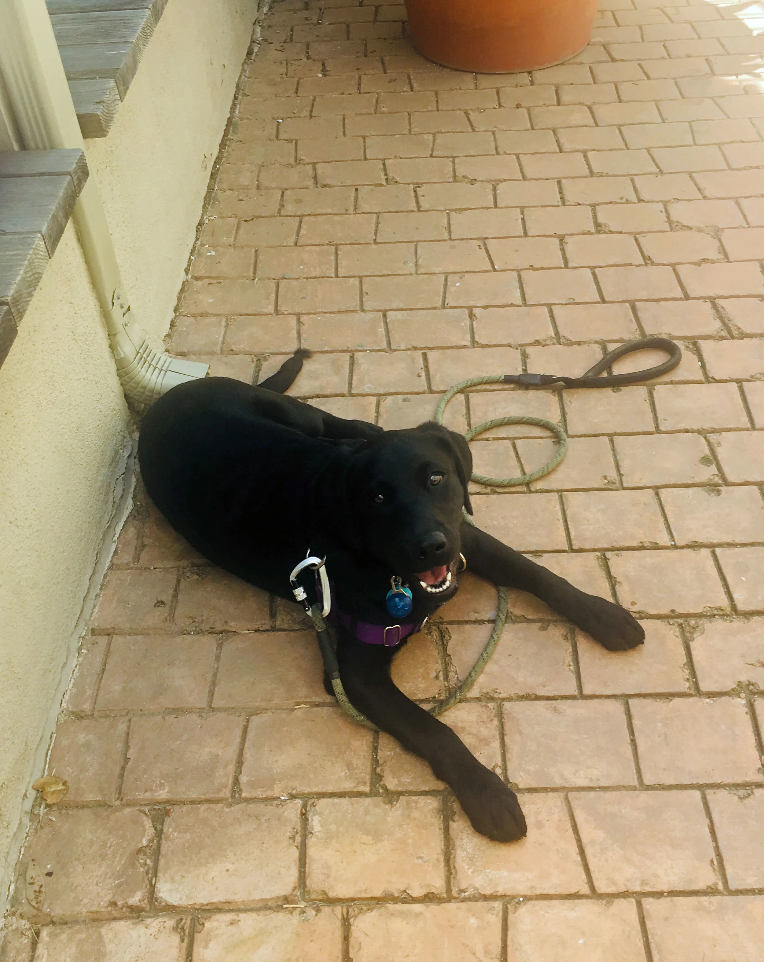Saffy in Puppy Kindergarten at Dexter's Deli.jpg