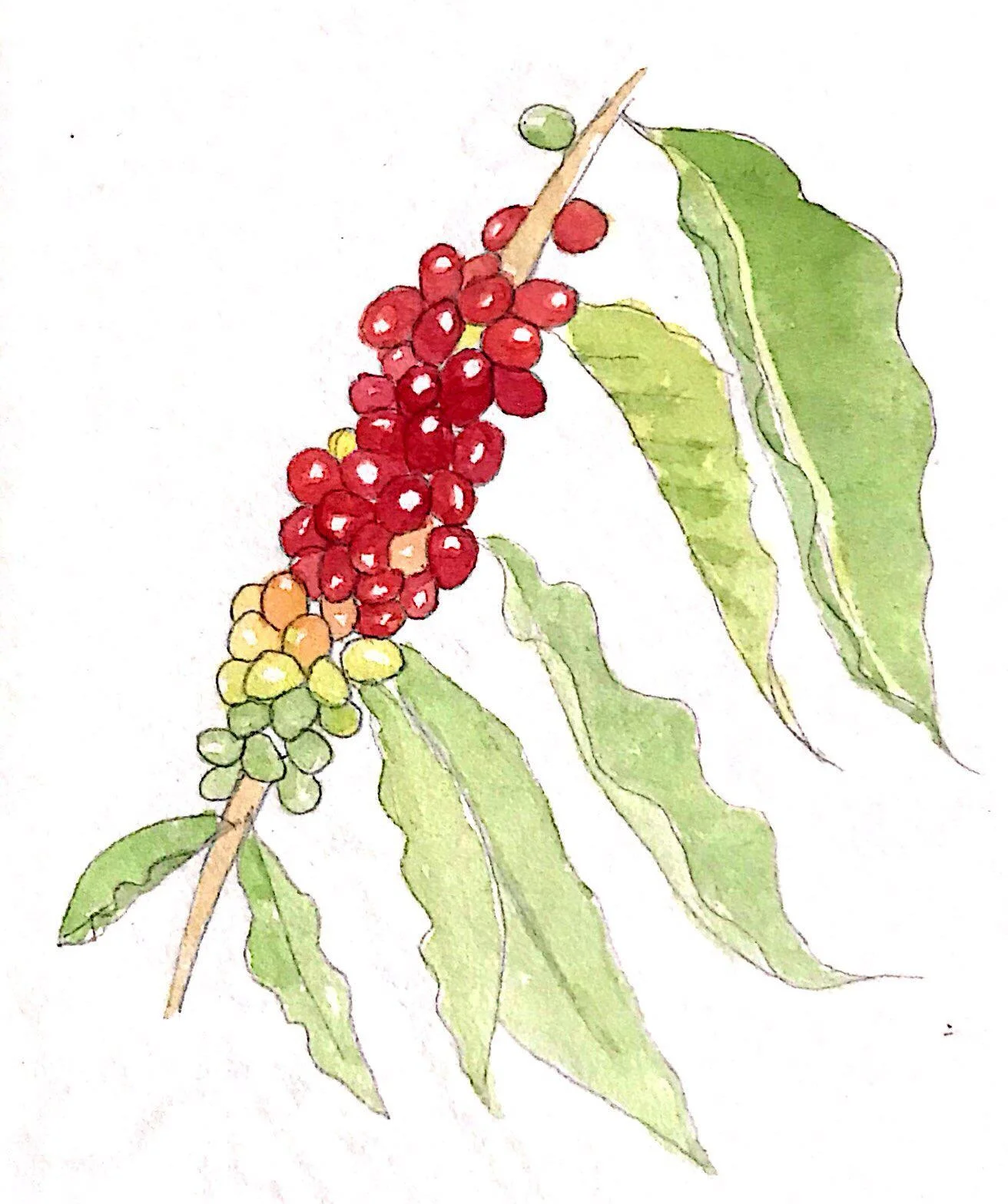 Illustration by Mickey Davis