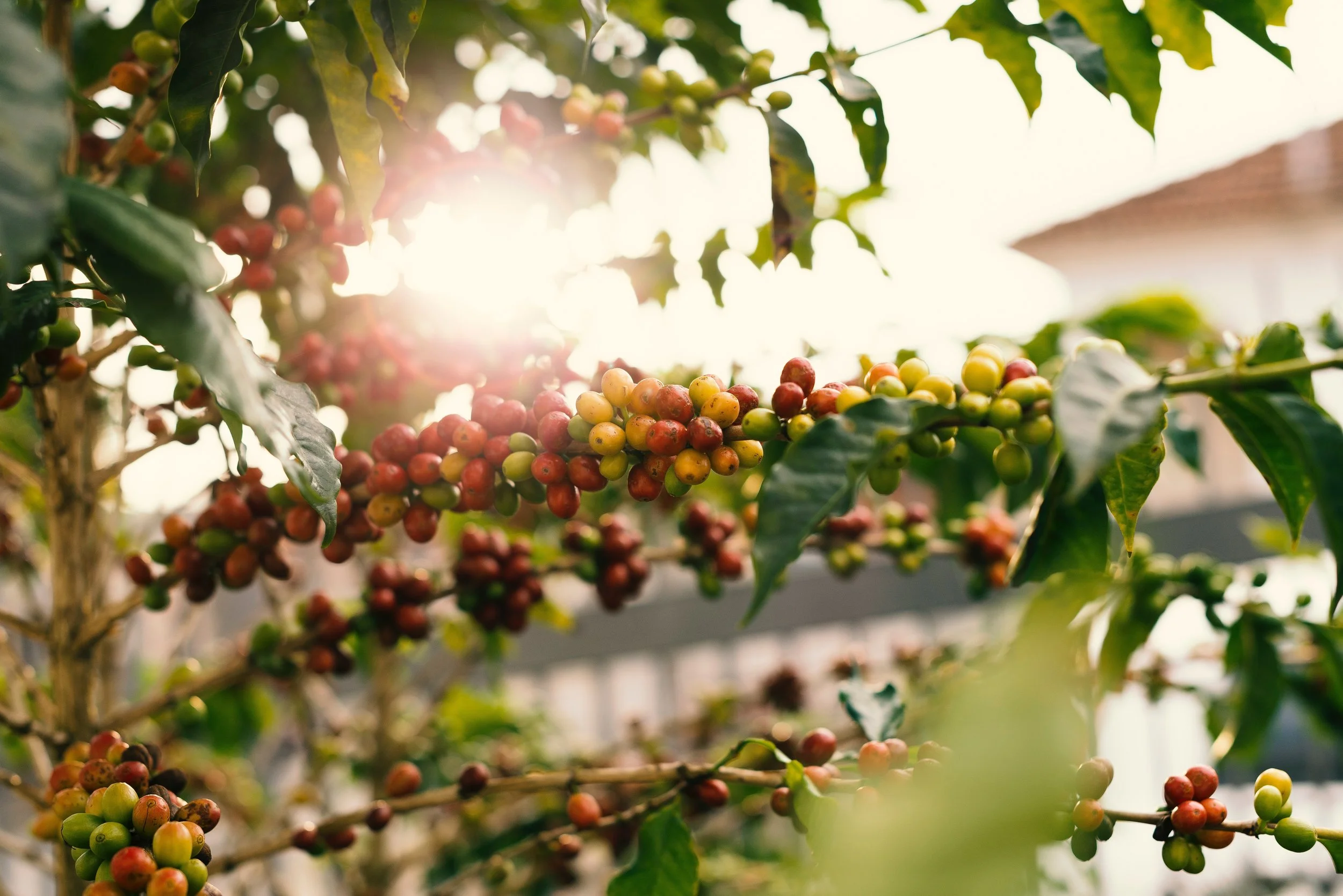 berries-blur-branch-1556665.jpg