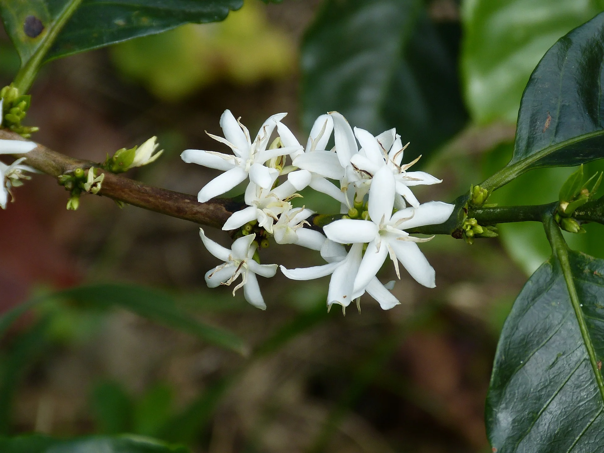 coffee-flower-280734_1920.jpg