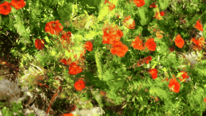 flowers_record.gif