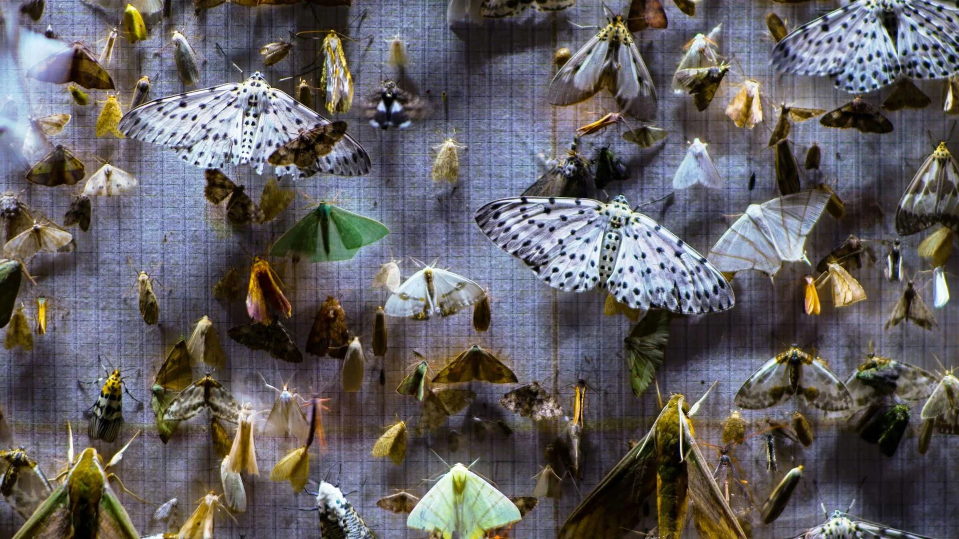 The 33rd D.C. Environmental Film Festival: Films That Inspire Change