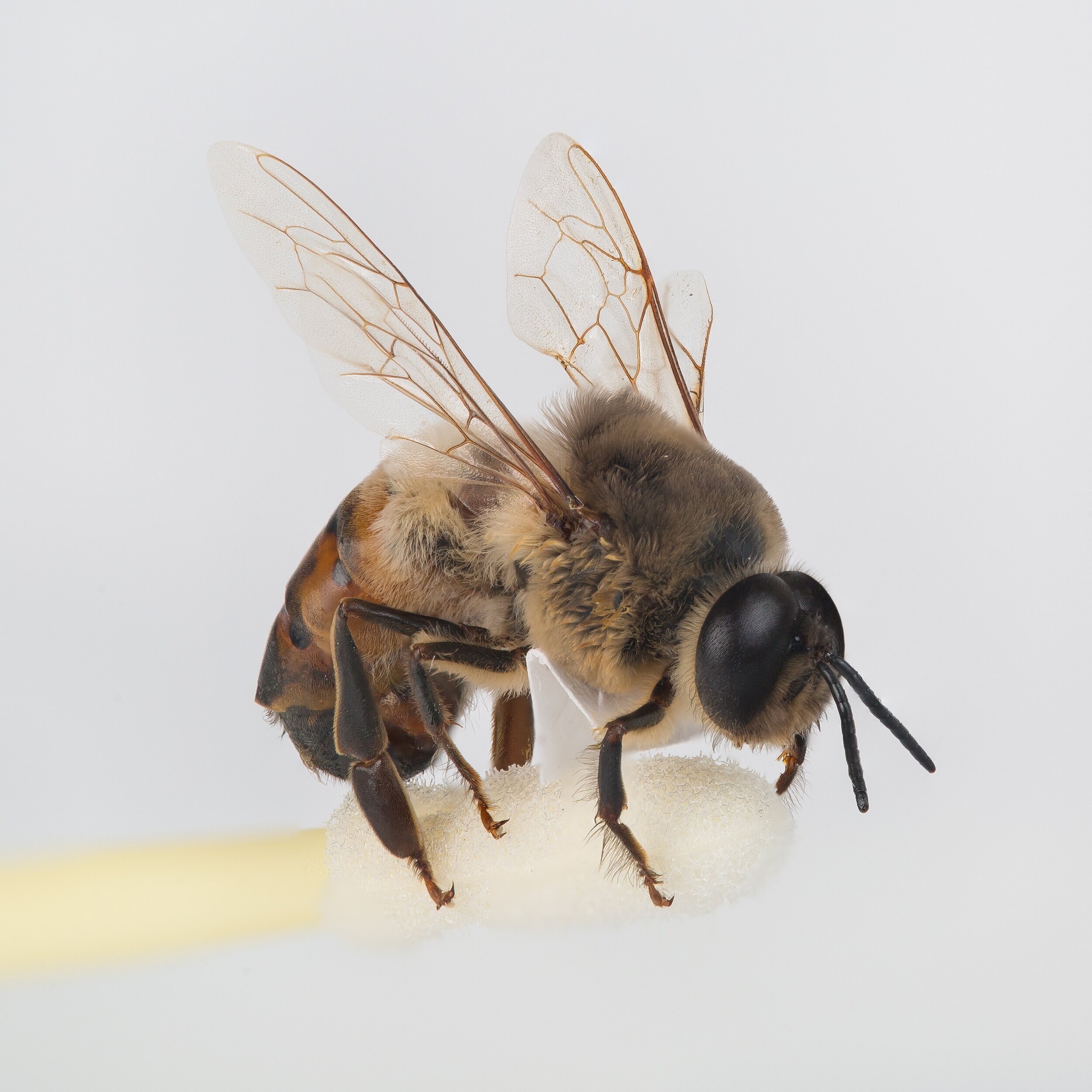 Bee Basics