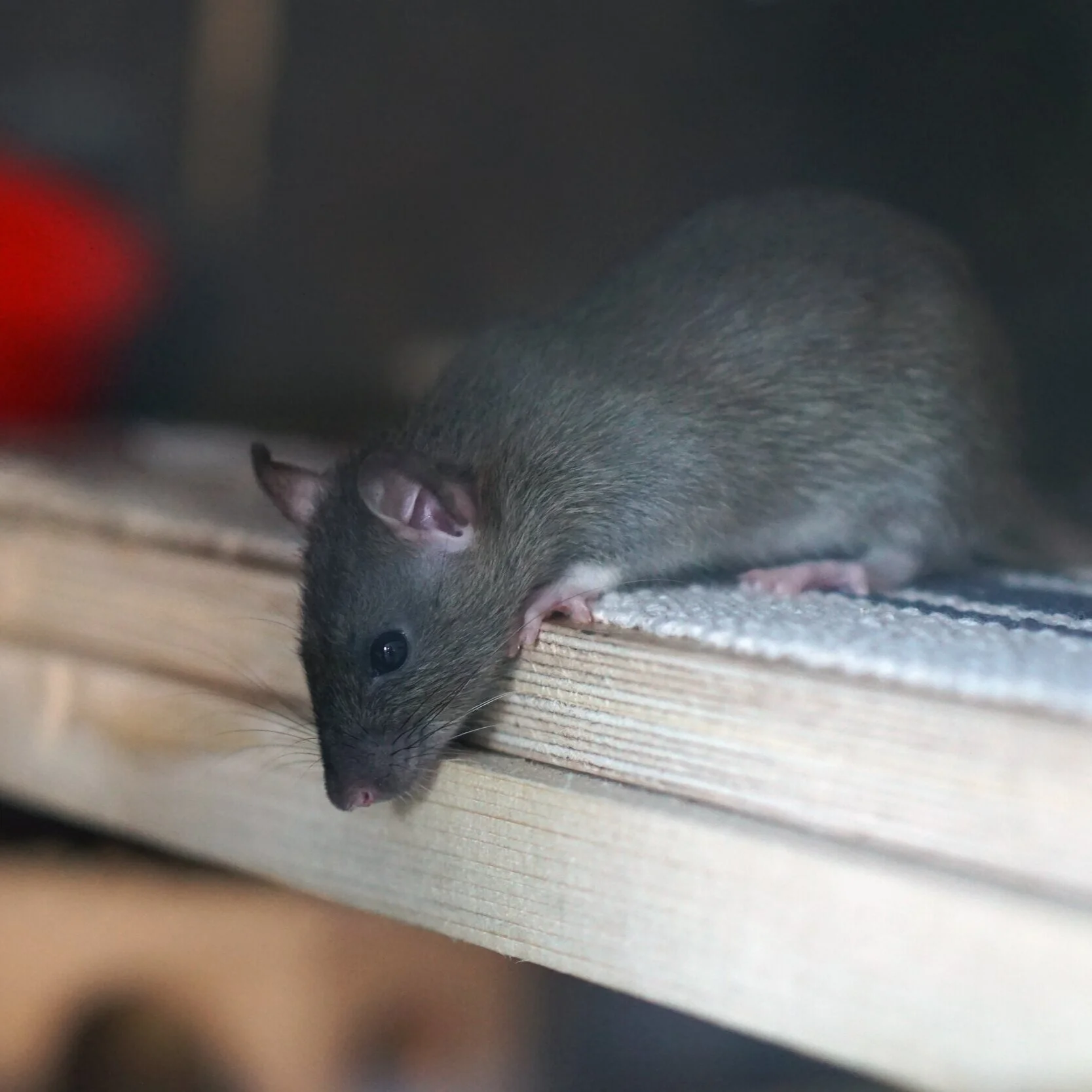 Types of Rodents in Florida