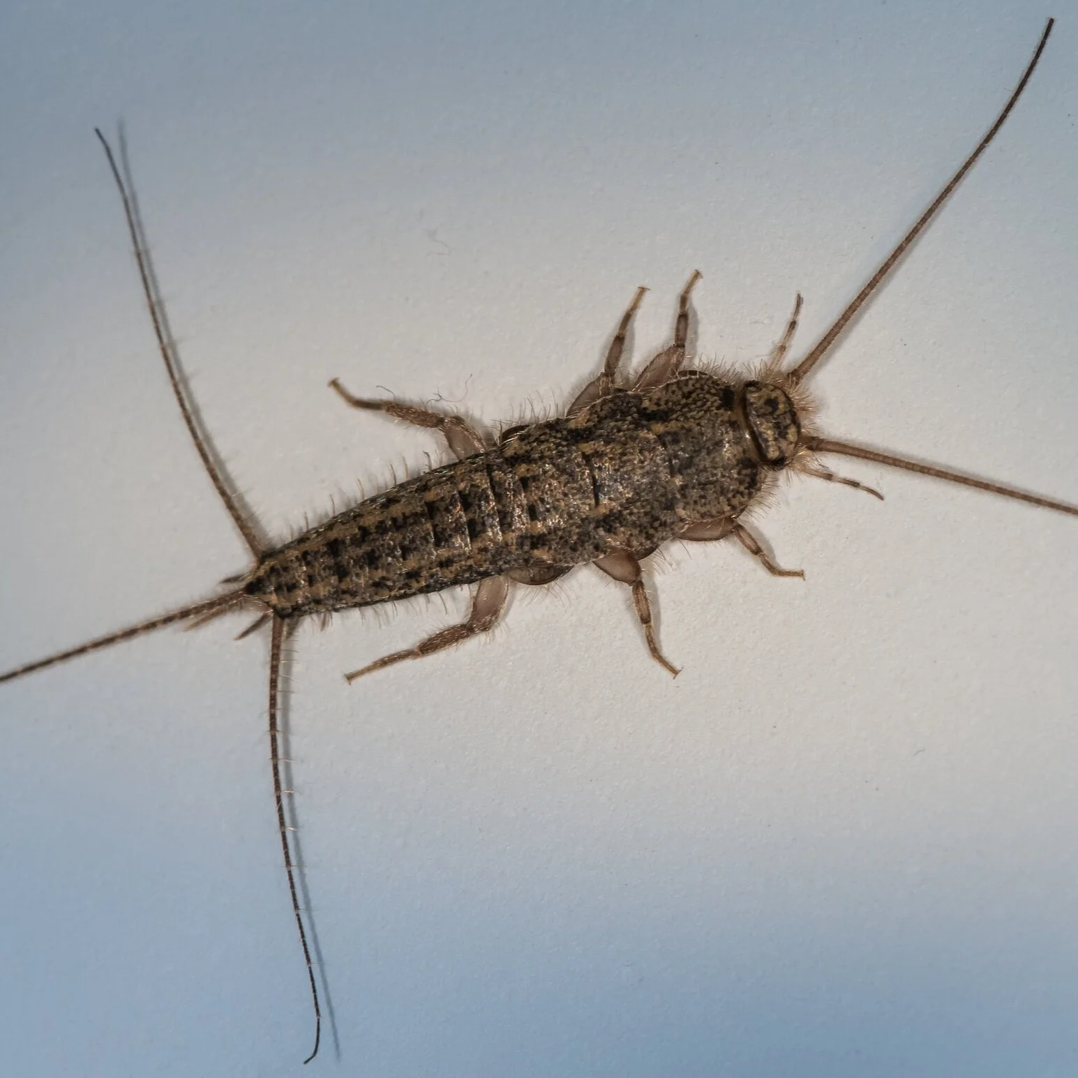 Why Do I have Silverfish?