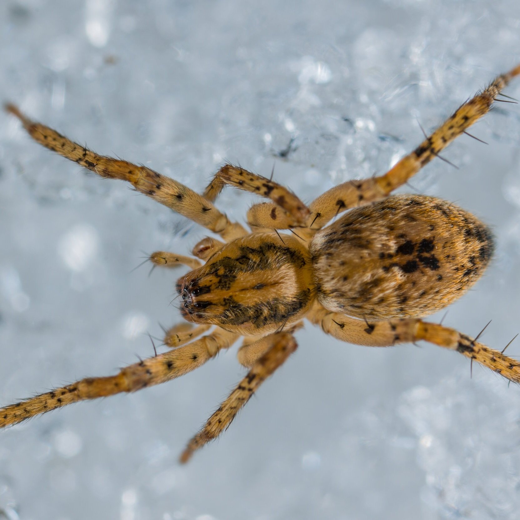 What About Wolf Spiders?