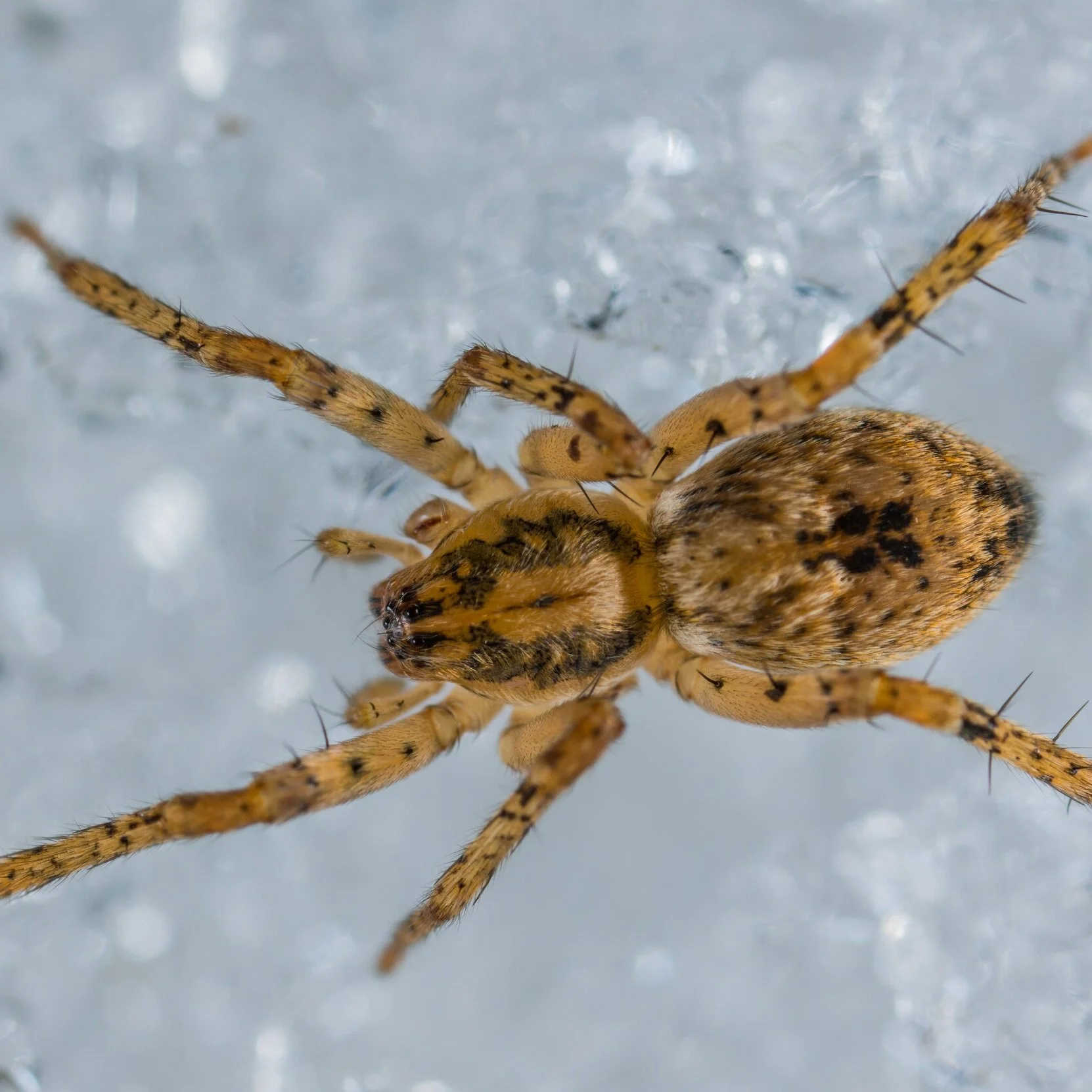 Wolf Spider  Pest Information & Prevention Tips