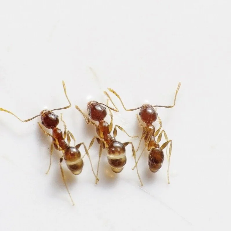 Ant Management