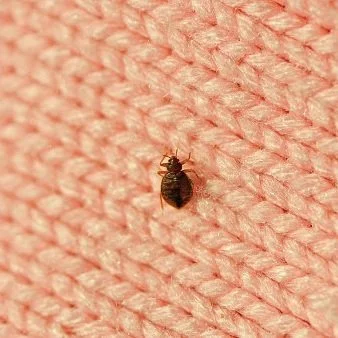 Tips to Identify a Bed Bug Infestation