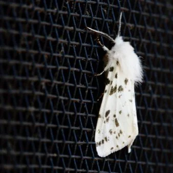 Pests that Eat Bedding, Clothes, and Carpets