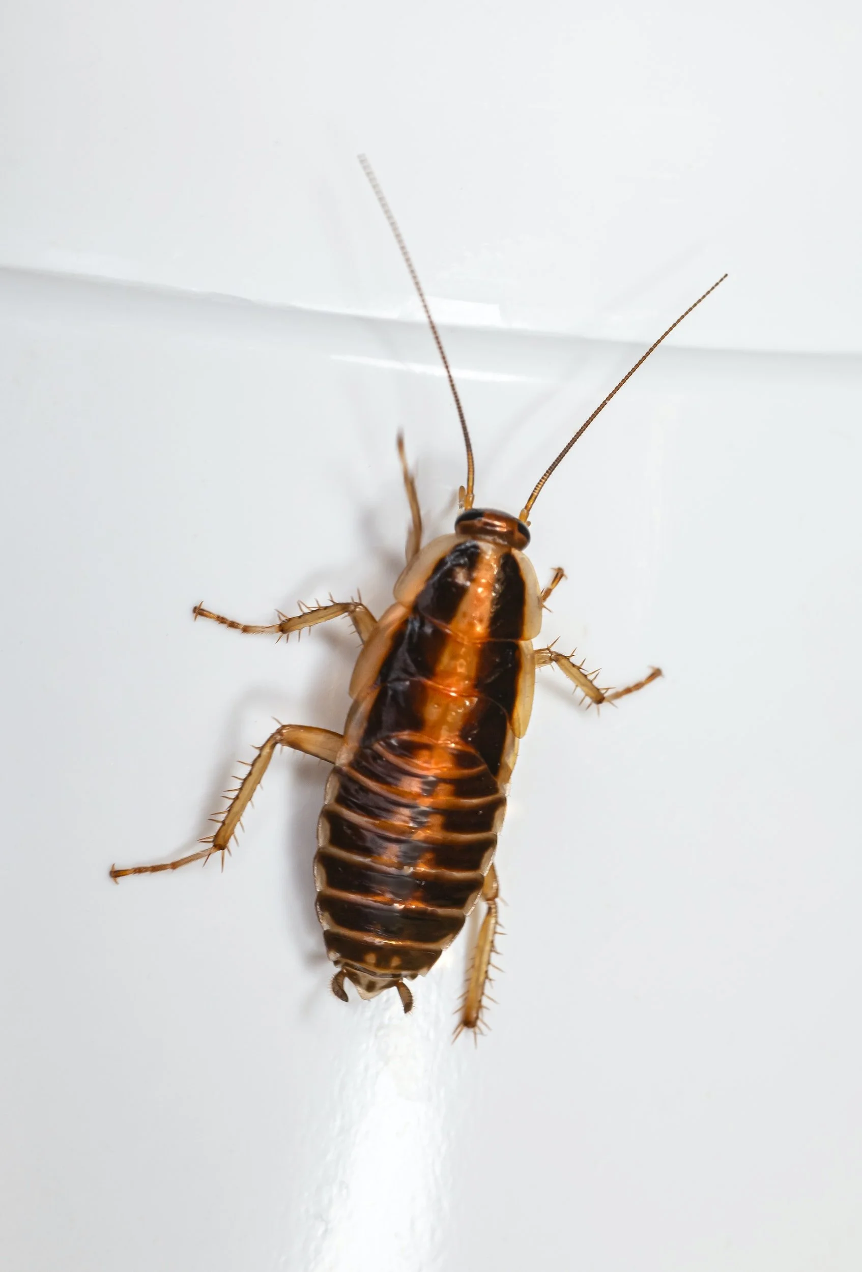 Common Pests in Florida